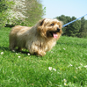 Input image of a dog and its attention map showing ViT focuses on the animal